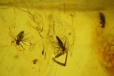 mm Fossil Beetle & Three Small Flies In Baltic Amber #123382-2